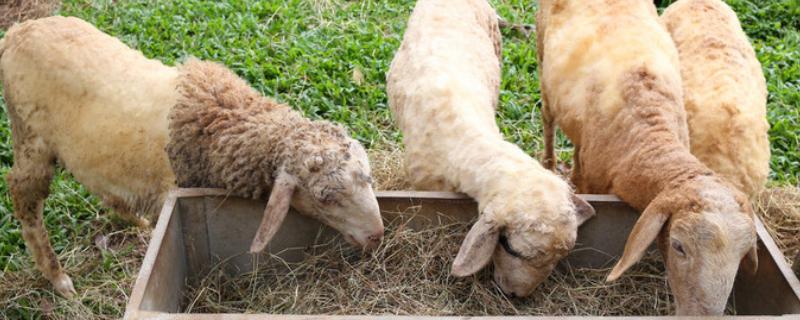 羊不爱吃草的原因，可能是发烧、饲料发霉等因素引起