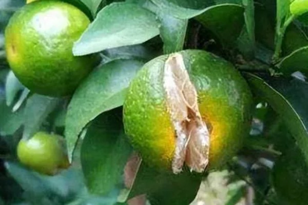柑橘花芽分化用哪种药，可通过植物生长调节剂进行调控