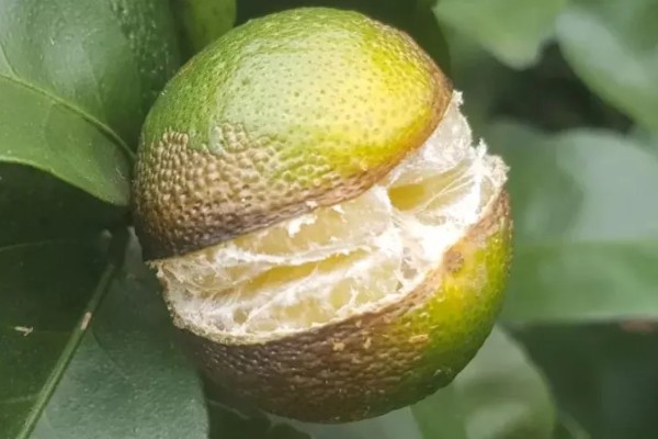 柑橘花芽分化用哪种药，可通过植物生长调节剂进行调控