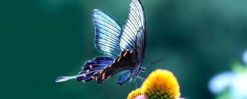 蝴蝶是不是益虫，幼虫期是害虫、成虫期是益虫