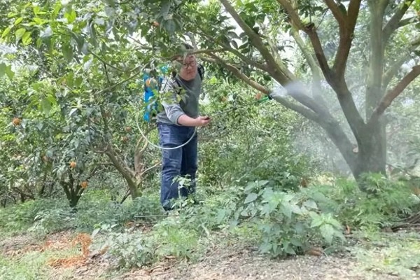 柑橘花芽分化用哪种药，可通过植物生长调节剂进行调控