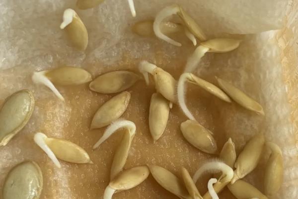 地膜黄瓜的育苗技术，种子催芽前需消毒