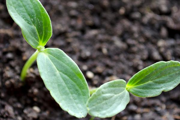 地膜黄瓜的育苗技术，种子催芽前需消毒