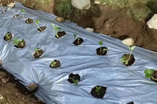 地膜黄瓜的育苗技术，种子催芽前需消毒