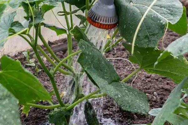 地膜黄瓜的育苗技术，种子催芽前需消毒