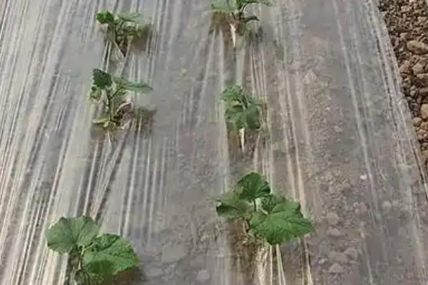 地膜黄瓜的育苗技术，种子催芽前需消毒