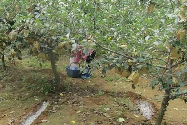 秋季怎么对果树施肥料，以下六种方式经常用到