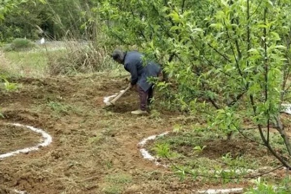 秋季怎么对果树施肥料，以下六种方式经常用到