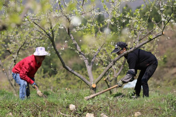 秋季怎么对果树施肥料，以下六种方式经常用到