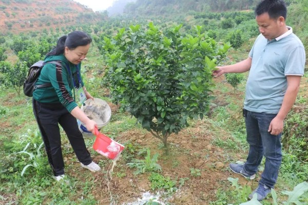 秋季怎么对果树施肥料，以下六种方式经常用到