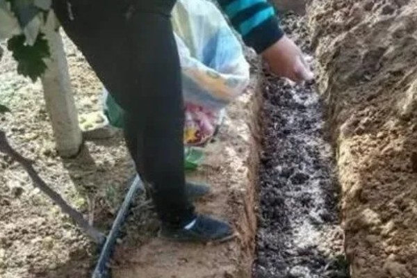 秋季怎么对果树施肥料，以下六种方式经常用到