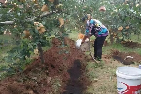 秋季怎么对果树施肥料，以下六种方式经常用到
