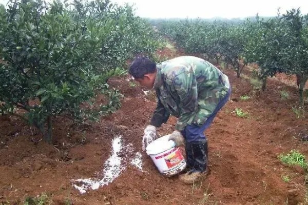 秋季怎么对果树施肥料，以下六种方式经常用到