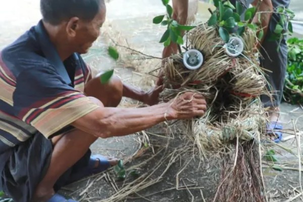 秋季怎么对果树施肥料，以下六种方式经常用到