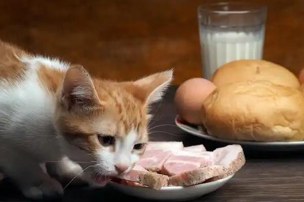 猫咪绝育后如何调整饮食，可补充喂食营养膏