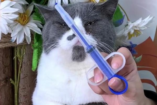 猫咪绝育后如何调整饮食，可补充喂食营养膏