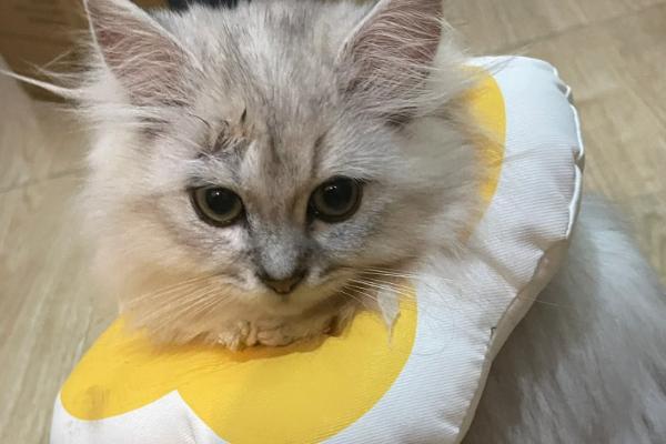 猫咪绝育后如何调整饮食，可补充喂食营养膏