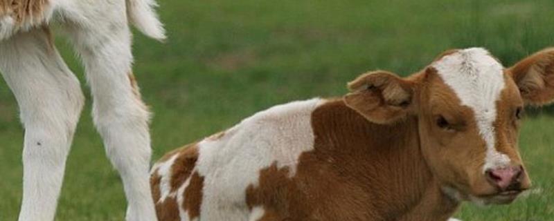吃奶的牛犊能喂水吗，上火时需要喂水