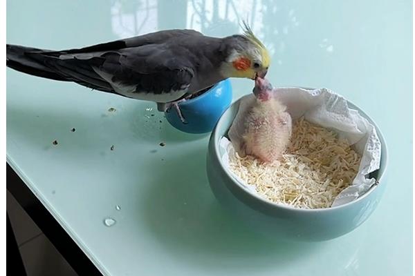 鹦鹉何时才能饲喂带壳的小米，达到3月龄左右便可喂食