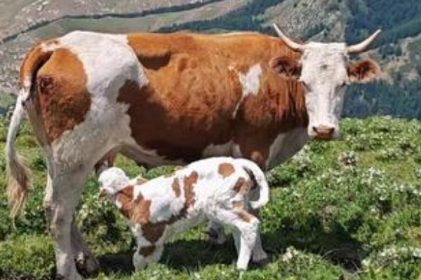 吃奶的牛犊能喂水吗,上火时需要喂水