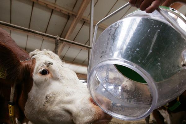 吃奶的牛犊能喂水吗,上火时需要喂水