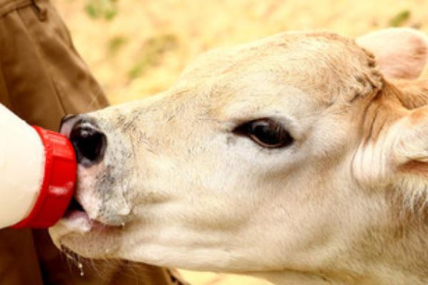 吃奶的牛犊能喂水吗,上火时需要喂水