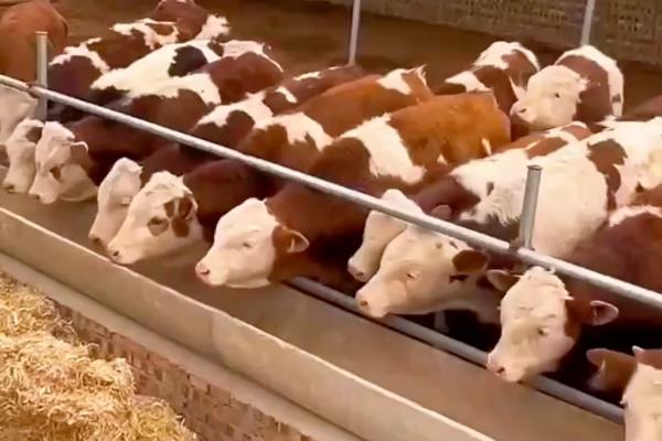 吃奶的牛犊能喂水吗,上火时需要喂水