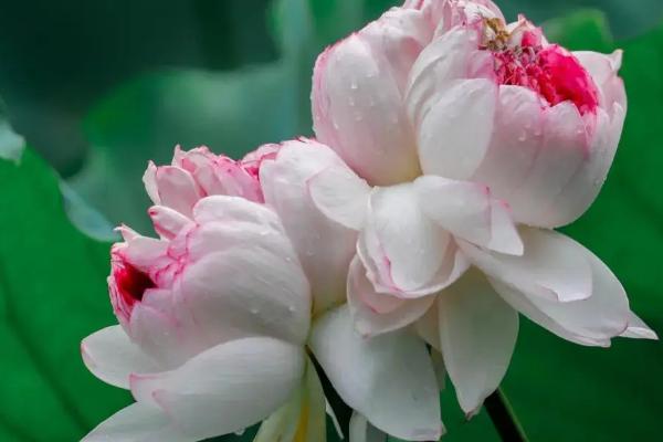 并蒂莲花的寓意，寓意永结同心、友谊长存等