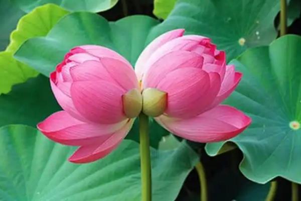 并蒂莲花的寓意，寓意永结同心、友谊长存等