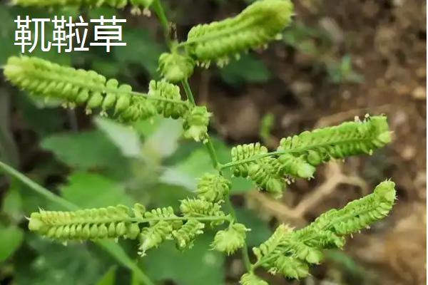 黑龙江省巴彦县的特产，常见的有狮子头、靰鞡草等