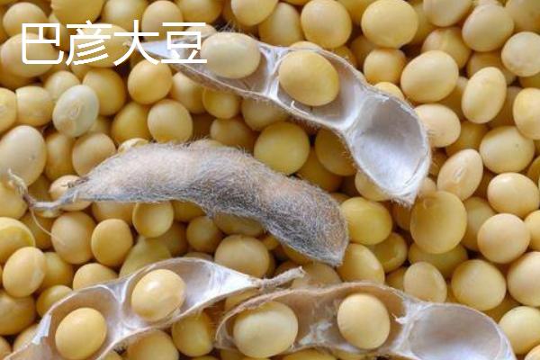 黑龙江省巴彦县的特产，常见的有狮子头、靰鞡草等