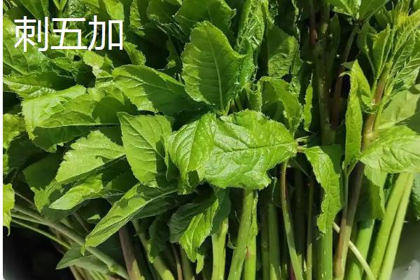 黑龙江省巴彦县的特产，常见的有狮子头、靰鞡草等