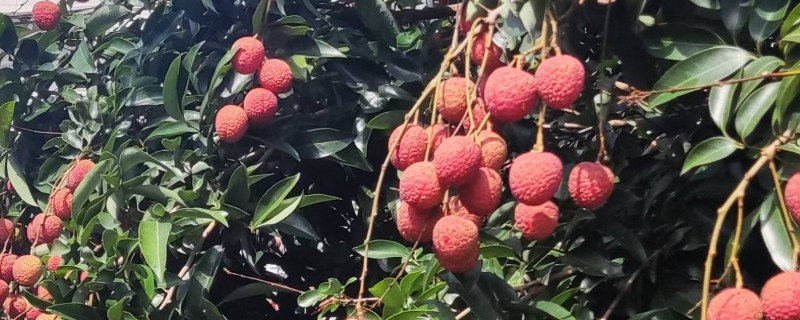 荔枝的修剪时间，在幼苗期和生长期进行