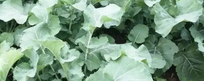 油菜白粉病怎么防治，生长期防止氮肥过多