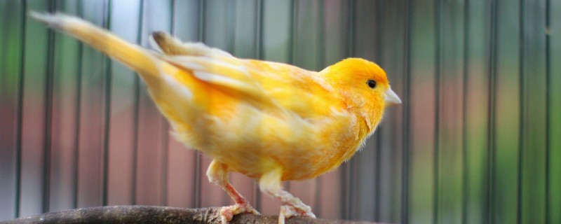饲养金丝雀的注意事项，要定期清洁鸟笼