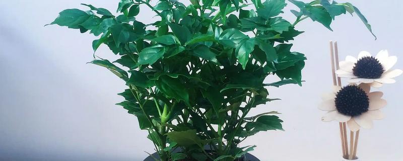 幸福树耐旱吗，幸福树耐旱