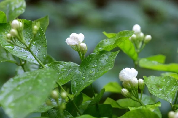 茉莉花的花语是什么，寓意忠贞纯真、玲珑可爱等