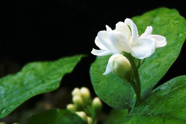 茉莉花的花语是什么，寓意忠贞纯真、玲珑可爱等