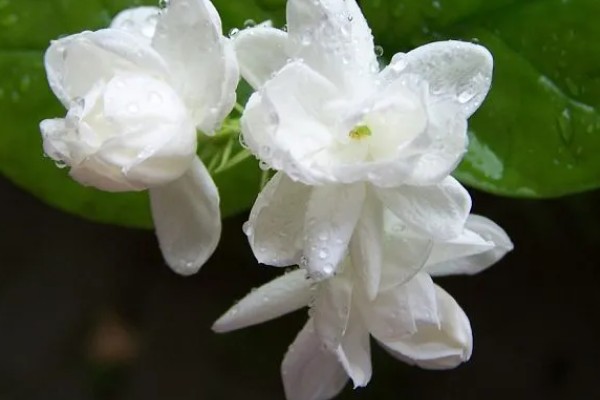 茉莉花的花语是什么，寓意忠贞纯真、玲珑可爱等