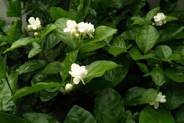茉莉花的花语是什么，寓意忠贞纯真、玲珑可爱等