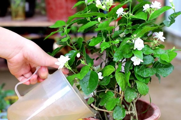 茉莉花的花语是什么，寓意忠贞纯真、玲珑可爱等