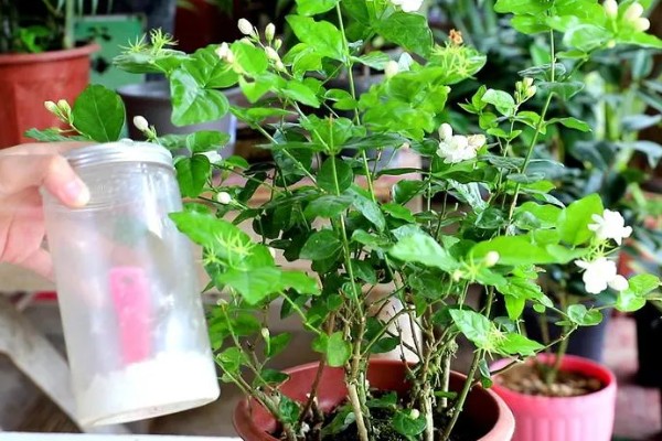 茉莉花的花语是什么，寓意忠贞纯真、玲珑可爱等