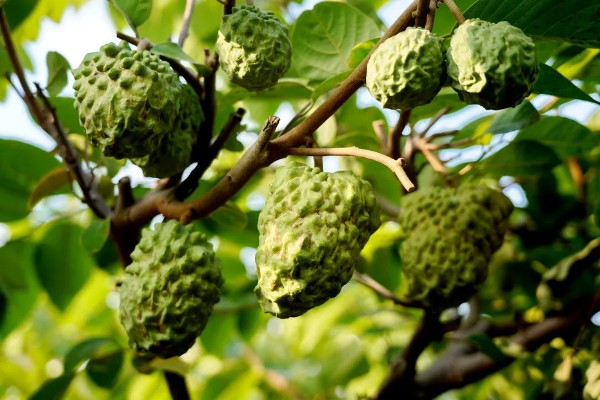释迦树苗种几年才长果，种植2-3年即可