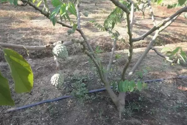 释迦树苗种几年才长果，种植2-3年即可