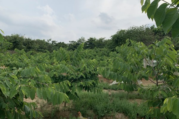 释迦树苗种几年才长果，种植2-3年即可