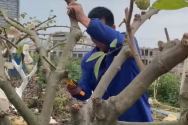 释迦树苗种几年才长果，种植2-3年即可