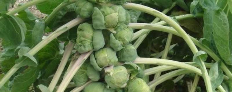 抱子甘蓝的种植方式，春夏冬三季均可种植