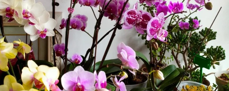 蝴蝶兰茎腐病的防治方法，及时将其进行脱盆脱土处理