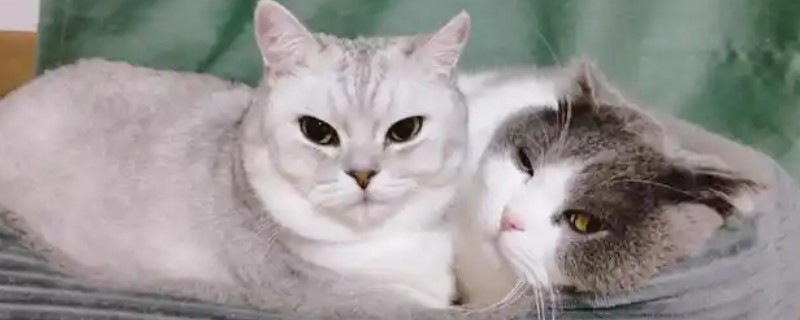 猫咪肠胃炎的种类，包含细菌性感染、寄生虫感染等