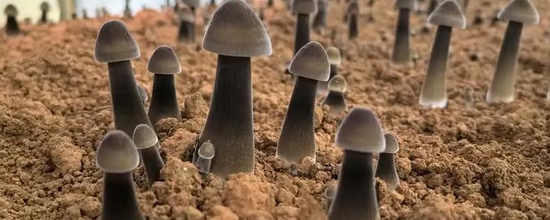 鸡枞菌如何人工种植，每个月对菌包浇水1-3次